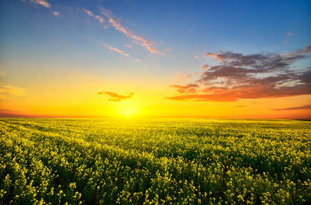 meadow of yellow flowers on a background of blue skyの写真素材