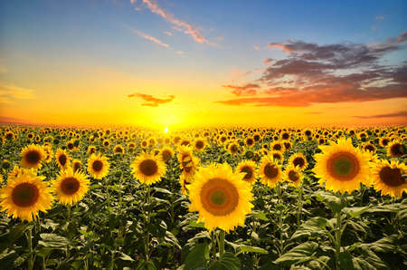 field of blooming sunflowers on a background sunsetの写真素材