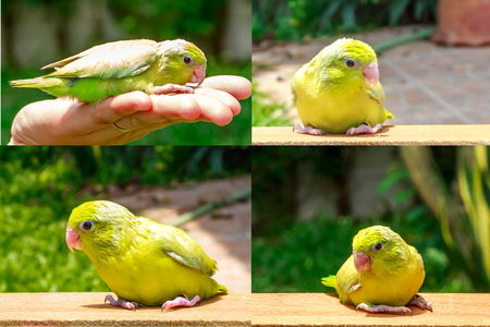 Pacific Parrotlet Forpus birdの写真素材