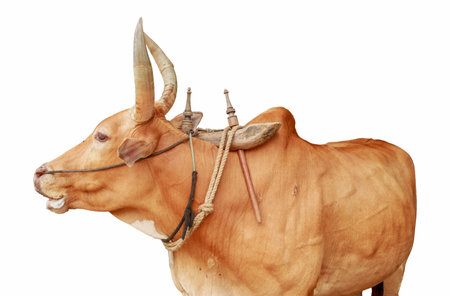 Thai buffalo Isolated on white with clipping pathの写真素材