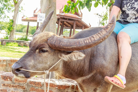 Thai Buffalo
