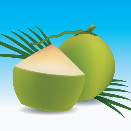 Young green coconut, Vector illustration, Eps 10のイラスト素材