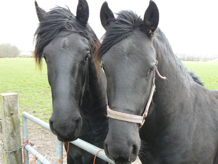 Horsesの写真素材