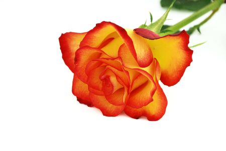 Isolated valentine rose on white background.の写真素材