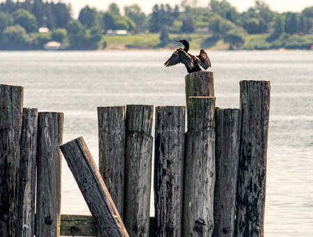 A Double Crested Cromorant Flexing it's Wings on Pilings with the Morristown, NY, USA Shoreline int he background.の写真素材