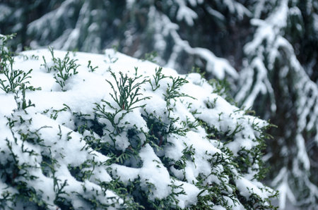Close-up of a cedar bush branch covered in white snow with branch ends peeking out,の写真素材