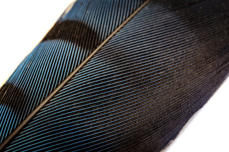 Macrophotograph of a portion of single Blue Jay Feather angled on a white background, showing the plume detailsの写真素材