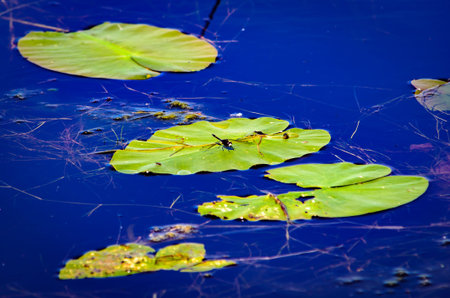 Green Lily pads with a small black dragon fly on blue still water.