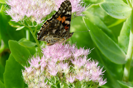 Painted Lady Butterfly on Sedum Flower with out of focus background
