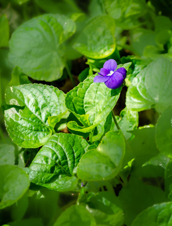 Purple wild violets growing in the garden. Selective focus.