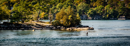 Small Island in the Thousand Islands, St. Lawrence River with a treed background and cormorant taking off from the waterの写真素材