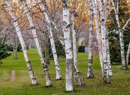 A row of white birch trees in a park in early fallの写真素材