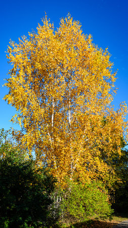 White Birch tree with bright yellow leaves against a blue sky next to a park path  in the autumn