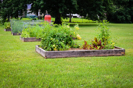 Single Row of Community Garden Beds in a suburban public