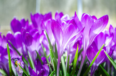 Side view close-up of stems and flowers of a small grouping of blooming purple crocus flowers in early spring sunlight against a light backgroundの写真素材