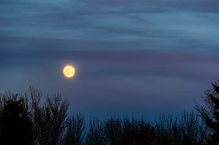 Full moon with magenta clouds above a spring treeline