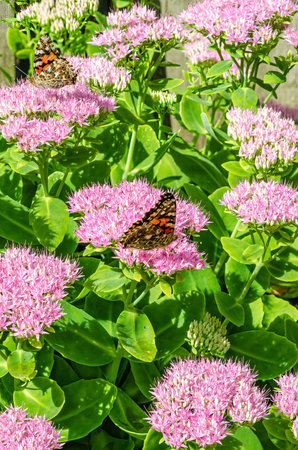 Two Painted Lady butterflies on Sedum plant flowers in the sunlight