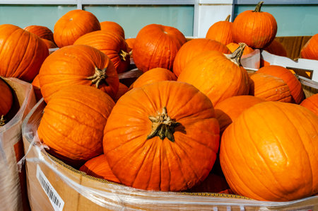 Close-up of autumn pumpkins in grocery store binsの写真素材
