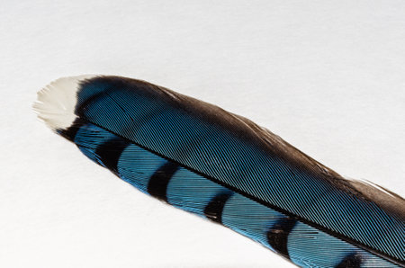 Macrophotograph of a single Blue Jay Feather angled on a black backgroundの写真素材