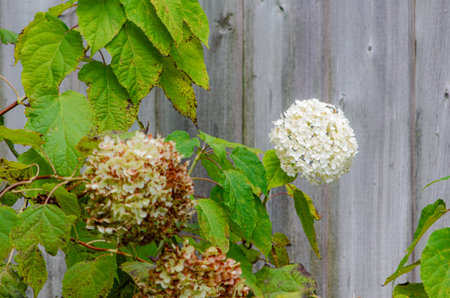 Single white hydrangea flower in the fall agains an out of focus fence as other flowers exibiting...