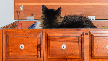 Domestic cat facing away and resting inside a cedar chest on top of blanketsの写真素材