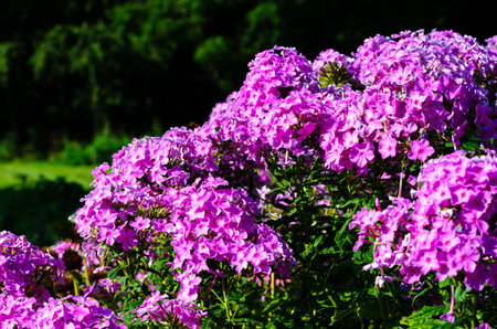 Pink Phlox flowers growing in a garden in the morning sun with a blurred green background of treesの写真素材