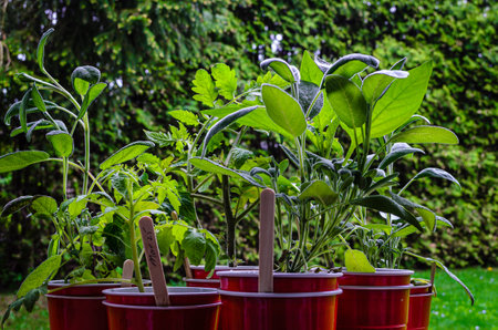 Small group of herbs and vegetables in red seedling cups placed on burlap and ready to plant on a sunny day.の写真素材