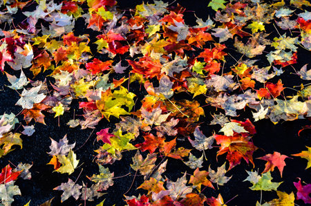 Close-up of colorful fall leaves on a black driveway on a bright morning.