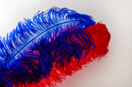 Close-up of  red and blue Ostrich feathers laying at a diagonal isolated on a white backgroundの写真素材