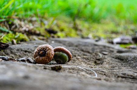 Close-up of two acorns sitting on a rock with grass in the out of focus backgroundの写真素材