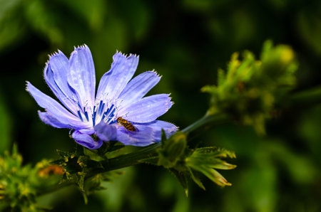 Close-up of a Chicory flower and bee with the background out of focusの写真素材