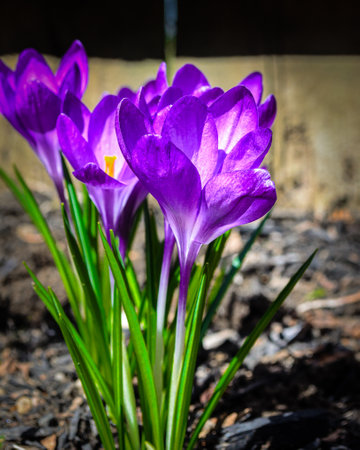 Side view of purple Crocus flowers in a sunlit garden next to a fenceの写真素材