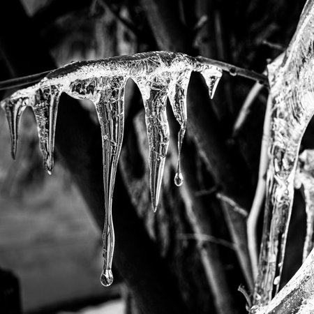 Black and white close-up of dripping icicles on a branchの写真素材