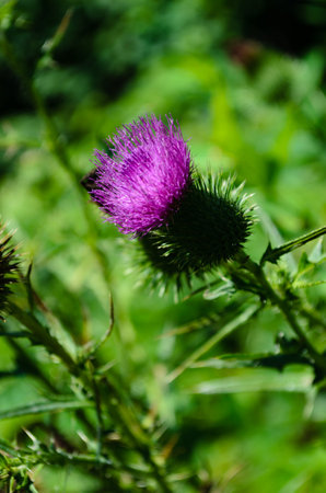 Close-up of a single purple thistle plant against hazy greenery background on a sunny summer morningの写真素材