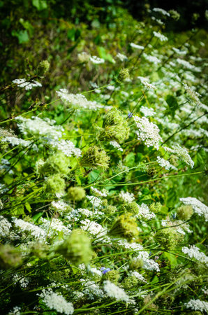 Row of Queen Anne's Lace wildfowers at the edge of a field.