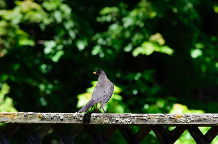 Robin perched on a backyard fence with blurry green trees in the backgroundの写真素材