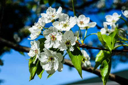close-up of white fruit tree blossoms against a blue sky