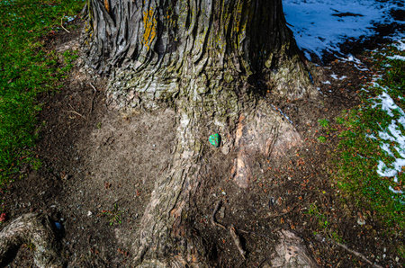 Root section of old tree with snow in the background