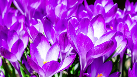 Side close-up of tops of a small grouping of blooming purple crocus flowers in early spring sunlightの写真素材