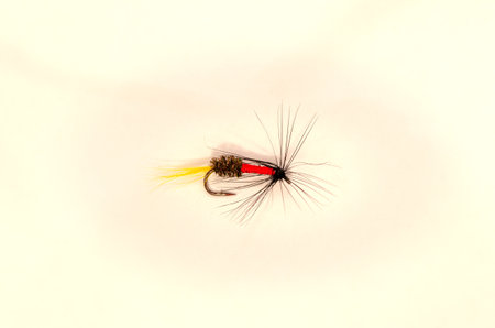 Single Royal Coachman trout fly on solid white backgroundの写真素材