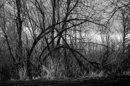 Bent over trees in black and white at the edge of a forestの写真素材