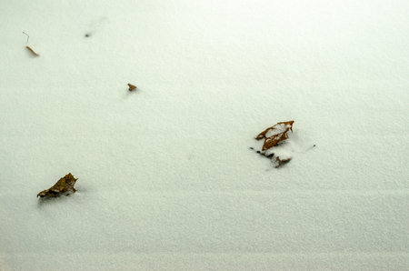 Close-up ofdry fall leaves partially covered by freshly fallen snowの写真素材