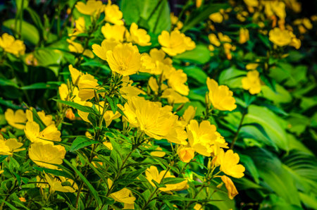Group of yellow Evening Primrose flowers in the sun with the background out of focues, against green leaves.の写真素材