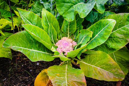 Single cauliflower plant in a community garden in summer