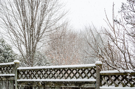Snow fall covering a backyard fence leading away, next to bare branches