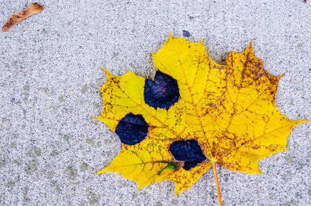Close-up of a single yellow maple leaf with tar spots on concreteの写真素材