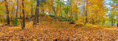 Panorama of a colorful fall forest and granite rocks covered in fallen leavesの写真素材