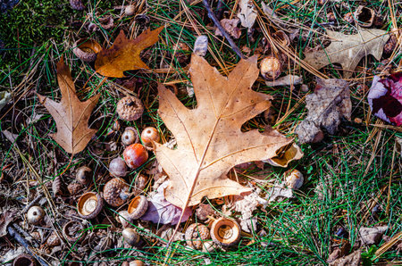 Close-up of oak leaf and acorns on a bed of pine needles in the autumnの写真素材