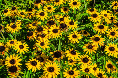 Close-up of vibrant Black-eyed Susan flowers on a sunny summer day