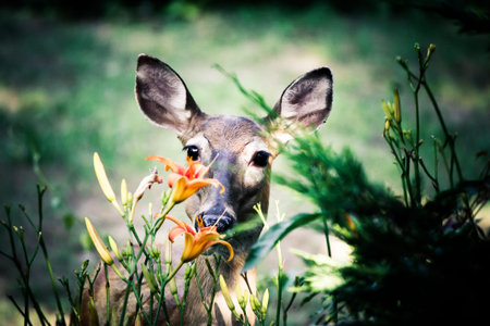 North American White-tailed deer feeding on flowers
